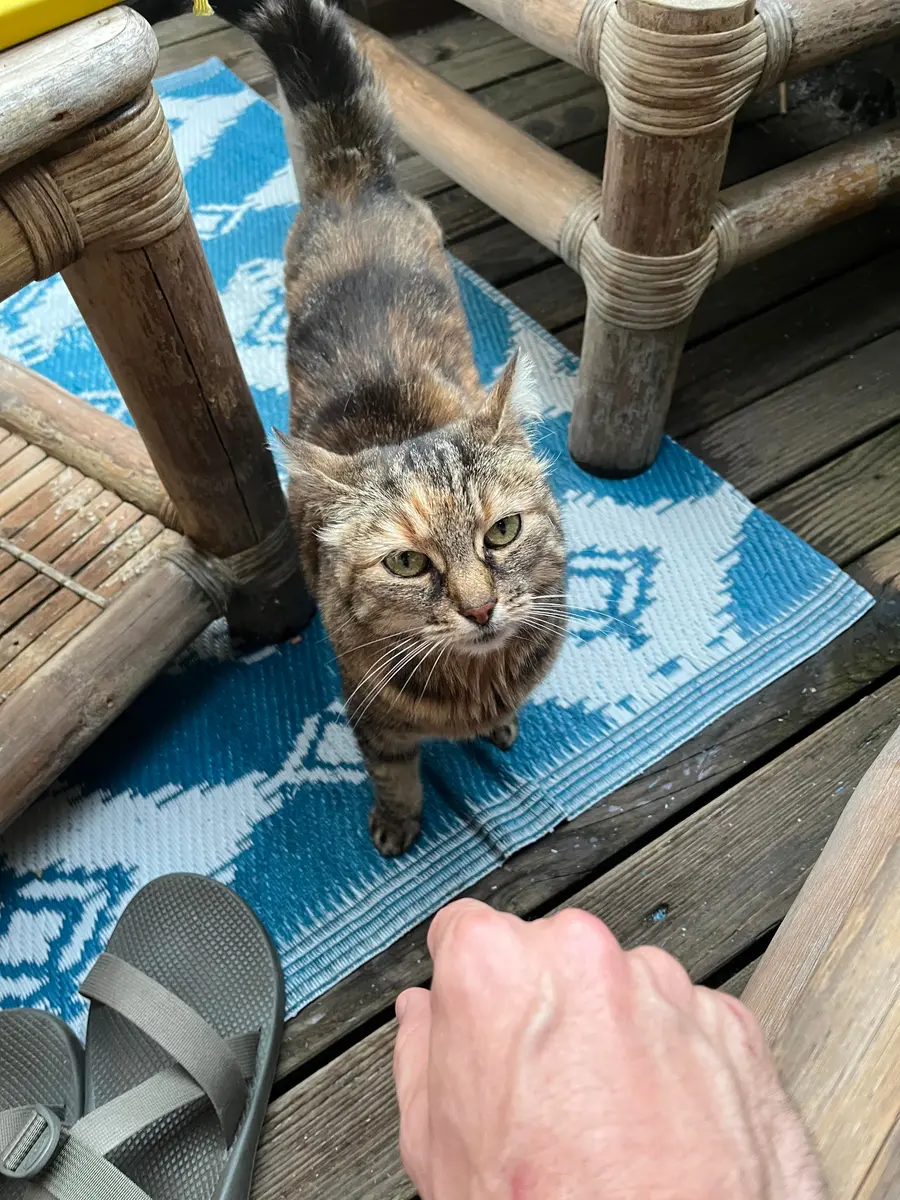 A tabby cat sitting on a windowsill, looking at the camera.