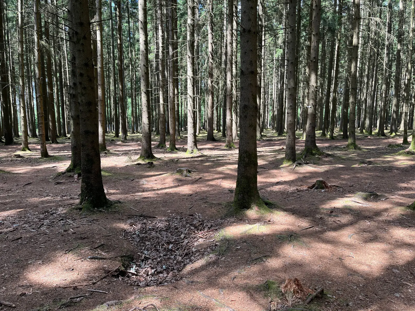 Shallow grassed-over foxhole depressions in the floor of a pine forest at Bois Jacques.
